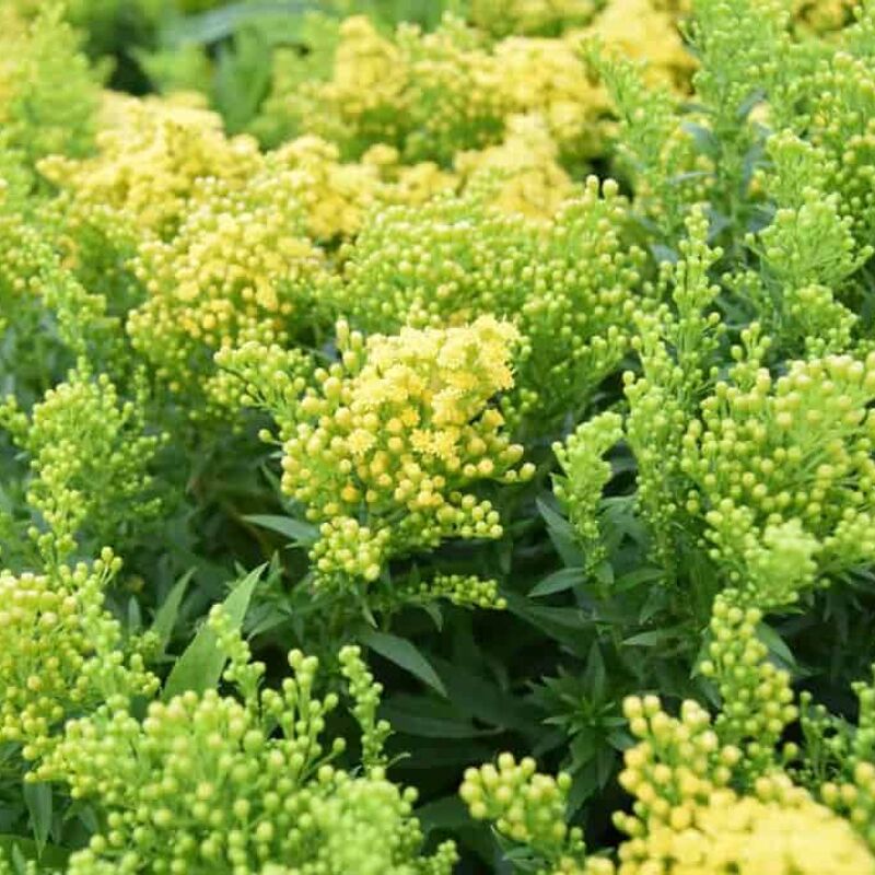 Solidago 'Little Lemon'PBR ---